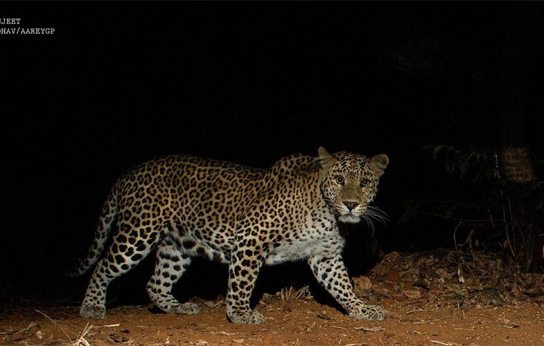 Leopard CREDIT: Ranjeet Jadhav